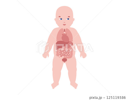 Internal organs of the child 125119386