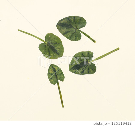 Pressed and dried leaves isolated on white background. For use in floral patterns, herbariums, scrapbooking. Pressed and dried leaves isolated on white background. For use in floral patterns, herbariums, scrapbooking. 125119412