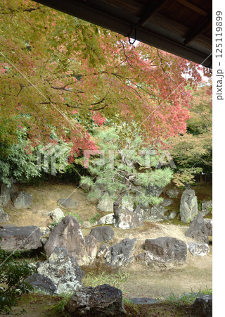 高台寺圓徳院　北庭　色づき始めたモミジ(京都市東山区) 125119899