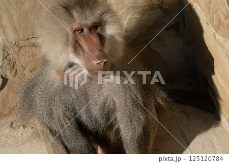 Baboon, Zoo, Habitat - A baboon sits inside a rocky enclosure at a zoo. Baboon, Zoo, Habitat - A baboon sits inside a rocky enclosure at a zoo. 125120784