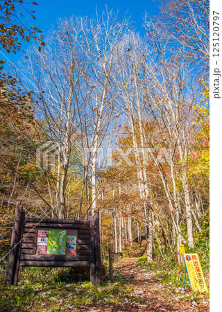 紅葉シーズンの「おおくら滝遊歩道」岐阜県・清見町 125120797
