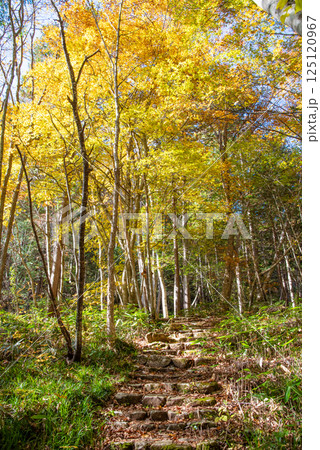 紅葉シーズンの「おおくら滝遊歩道」岐阜県・清見町 紅葉シーズンの「おおくら滝遊歩道」岐阜県・清見町 125120967