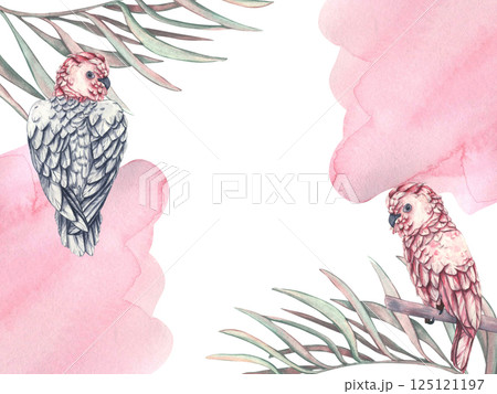 Template of Postcard with tropical parrots in palm leaves and Abstract pink liquid watercolor background. Watercolor illustration for wedding invitation on wedding ceremony. Background save the date Template of Postcard with tropical parrots in palm leaves and Abstract pink liquid watercolor background. Watercolor illustration for wedding invitation on wedding ceremony. Background save the date 125121197