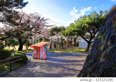 日和山公園 酒田日和山桜まつり 日和山公園 酒田日和山桜まつり 125121206