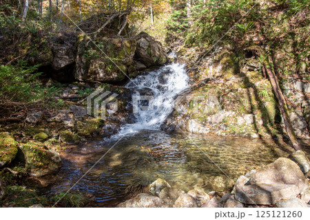 紅葉シーズンの「おおくら滝遊歩道・羽衣の滝」岐阜県・清見町 125121260