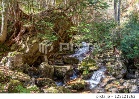 紅葉シーズンの「おおくら滝遊歩道・羽衣の滝」岐阜県・清見町 125121262