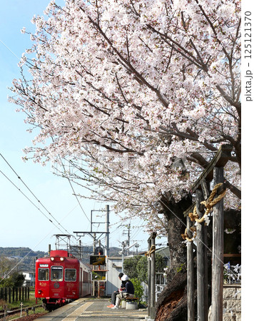 桜満開の貴志駅に到着するうめ星電車 和歌山電鉄貴志川線 桜満開の貴志駅に到着するうめ星電車 和歌山電鉄貴志川線 125121370