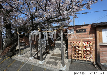 桜満開の貴志駅 和歌山電鉄貴志川線 桜満開の貴志駅 和歌山電鉄貴志川線 125121371