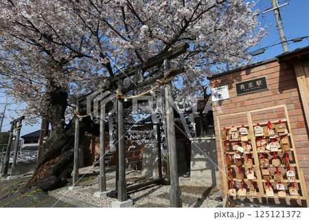 桜満開の貴志駅 和歌山電鉄貴志川線 桜満開の貴志駅 和歌山電鉄貴志川線 125121372