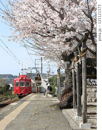 桜満開の貴志駅に到着するうめ星電車　和歌山電鉄貴志川線　 125121373