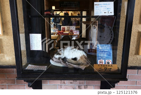 お昼寝中のニタマ駅長 和歌山電鉄貴志川線 貴志駅 お昼寝中のニタマ駅長 和歌山電鉄貴志川線 貴志駅 125121376