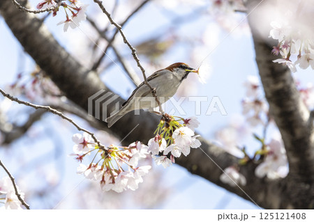 桜の花を咥えるニュウナイスズメ 125121408
