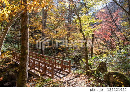 紅葉シーズンの「おおくら滝遊歩道・行者橋」岐阜県・清見町 125121422