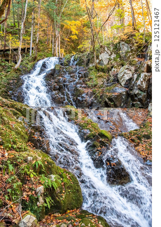 紅葉シーズンの「おおくら滝遊歩道・登竜門滝」岐阜県・清見町 125121467