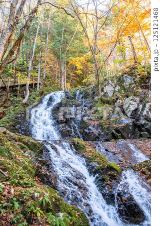 紅葉シーズンの「おおくら滝遊歩道・登竜門滝」岐阜県・清見町 125121468