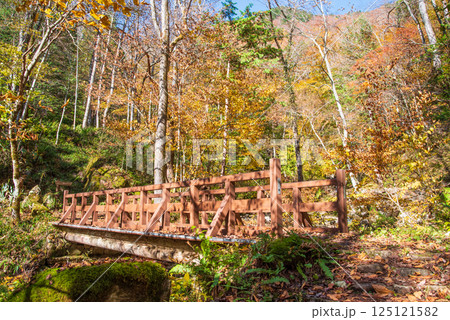 紅葉シーズンの「おおくら滝遊歩道・行者橋」岐阜県・清見町 125121582