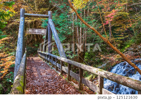 紅葉シーズンの「おおくら滝遊歩道・川字橋」岐阜県・清見町 125121630