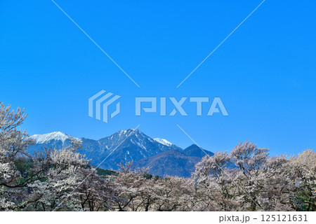 北杜市から望む甲斐駒ヶ岳とさくら 125121631