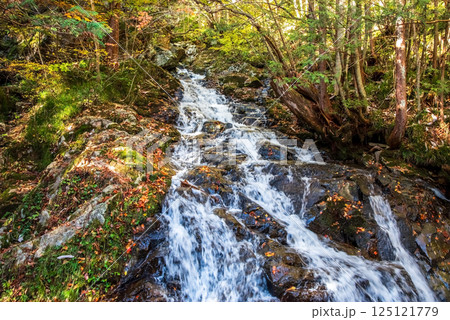 紅葉シーズンの「おおくら滝遊歩道」川字橋から眺める滝　岐阜県・清見町 125121779
