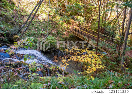 紅葉シーズンの「おおくら滝遊歩道・滝口橋」岐阜県・清見町 125121829