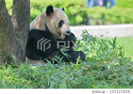 おいしそうに竹を食べる明浜 おいしそうに竹を食べる明浜 125121928