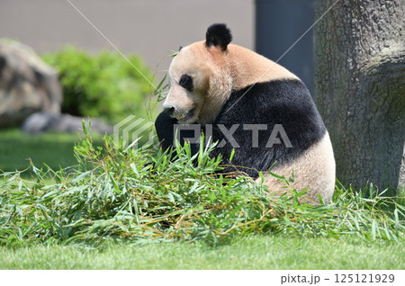 おいしそうに竹を食べる明浜 おいしそうに竹を食べる明浜 125121929