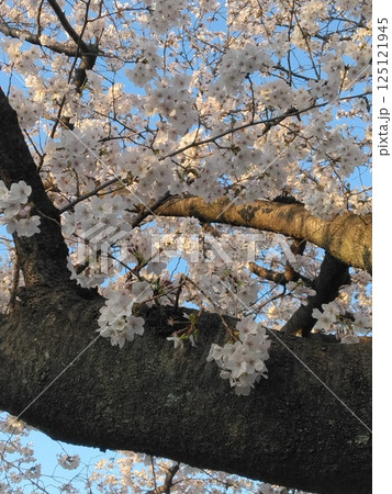 満開になった桜の木 125121945