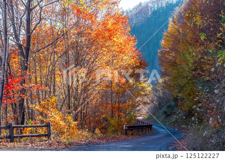 美しい紅葉の「おおくら滝遊歩道」眺望コース　岐阜県・清見町 125122227