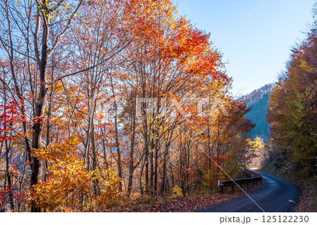 美しい紅葉の「おおくら滝遊歩道」眺望コース　岐阜県・清見町 125122230