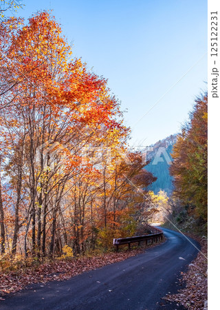美しい紅葉の「おおくら滝遊歩道」眺望コース　岐阜県・清見町 125122231
