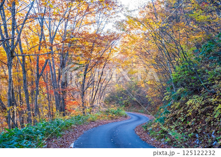 美しい紅葉の「おおくら滝遊歩道」眺望コース　岐阜県・清見町 125122232