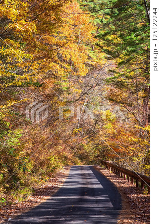 美しい紅葉の「おおくら滝遊歩道」眺望コース　岐阜県・清見町 125122244
