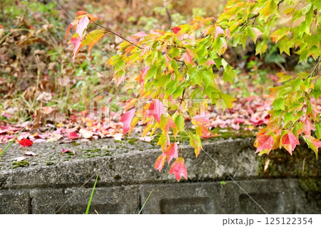 色づく　トウカエデの葉 125122354
