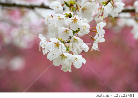 桜アップ 125122481