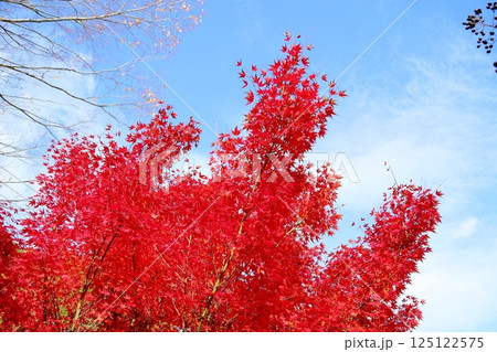 真っ赤なモミジ　紅葉　イロハモミジ 125122575