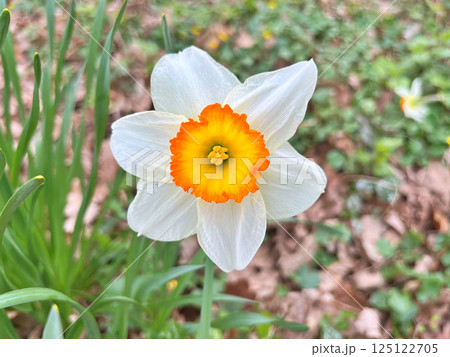 Narcissus flower in garden Narcissus flower in garden 125122705