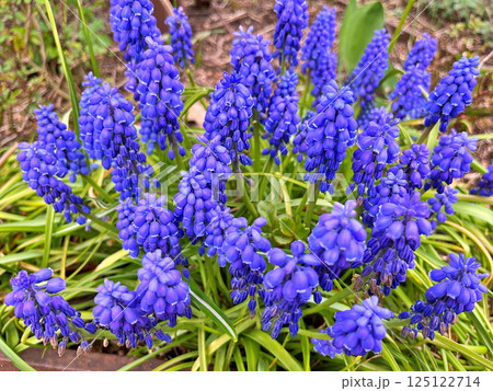 Grape hyacinth (Muscari armeniacum) blooming in garden 125122714