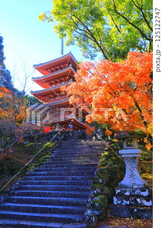 秋の竹林寺五重塔(四国霊場第31番札所・高知市・縦構図) 秋の竹林寺五重塔(四国霊場第31番札所・高知市・縦構図) 125122747