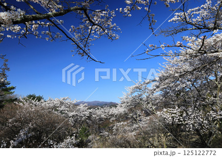 妙義山さくらの里 妙義山さくらの里 125122772