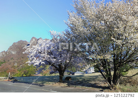 妙義山と桜 125122792