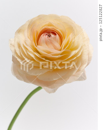 淡いオレンジ色のラナンキュラスの花 淡いオレンジ色のラナンキュラスの花 125122827