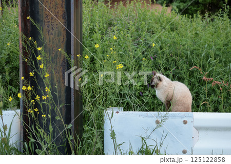 道端で遊ぶシャム猫 道端で遊ぶシャム猫 125122858