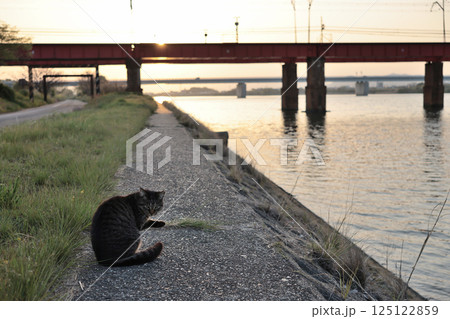 堤防で遊ぶとら猫 125122859