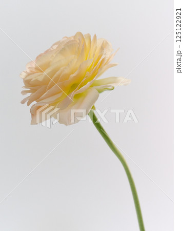 淡いオレンジ色のラナンキュラスの花【Ranunculus】 淡いオレンジ色のラナンキュラスの花【Ranunculus】 125122921