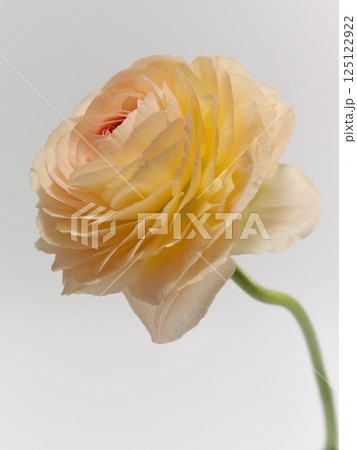 淡いオレンジ色のラナンキュラスの花【Ranunculus】 125122922
