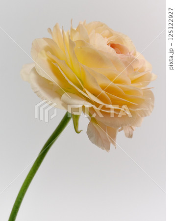 淡いオレンジ色のラナンキュラスの花【Ranunculus】 125122927