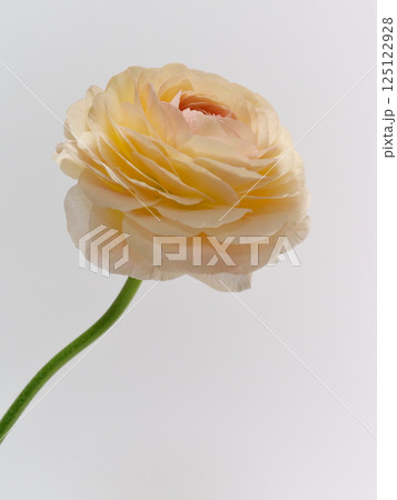 淡いオレンジ色のラナンキュラスの花【Ranunculus】 125122928