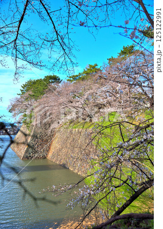 《愛知県》春の名古屋城のお堀に咲く満開の桜 《愛知県》春の名古屋城のお堀に咲く満開の桜 125122991