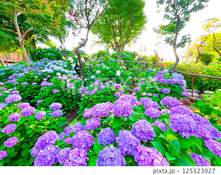 東京白山　あじさいの名所・白山神社 125123027