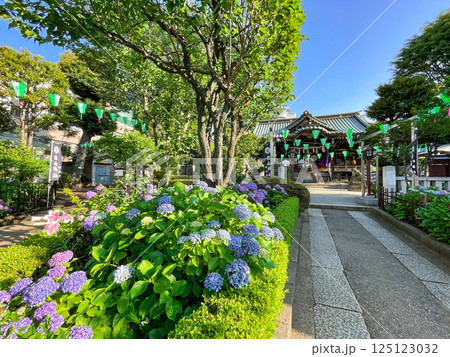 東京白山 あじさいの名所・白山神社 東京白山 あじさいの名所・白山神社 125123032